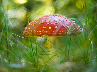 Ein großer Fliegenpilz mit weißen Flecken steht im von der Sonne beleuchteten Gras.