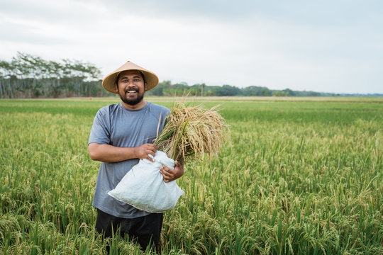 Portrait Of Happy Asian Farmer With Paddy Rice Grain During Harvesting