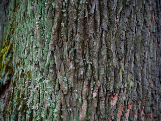 Fototapeta premium bark old oak in moss in autumn