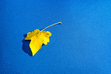autumn leaves on blue  background