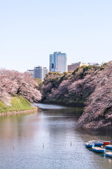 cherry blossom at chidori ga fuchi, tokyo, japan