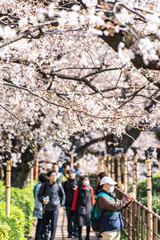 Obraz premium CHIYODA, TOKYO PREFECTURE, JAPAN - March 27, 2019: Visitors enjoying the scenario surrounded by Chidori-ga-fuchi Moat's cherry blossoms (sakura) on a rental boat ride.