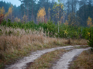 forest country road curve cloudy golden autumn