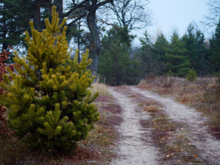 forest country road curve cloudy golden autumn