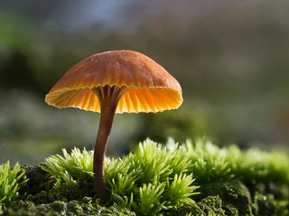 Ein von der Sonne durchleuchteter kleiner gelber Pilz steht im Moos.