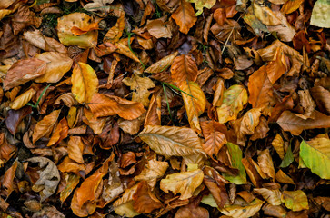 Background texture of colourful autumn leaves
