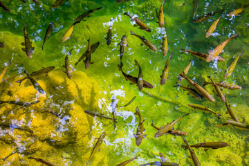 School of fish in the waters of the Krka River, Croatia
