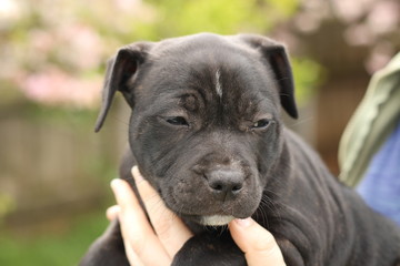 cute young 6 week old Staffordshire terrior pups playing in their family backyard, being posed and held by it's owner, having fun with their siblings.