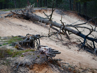 stumps of cut trees in the fall. cutting down