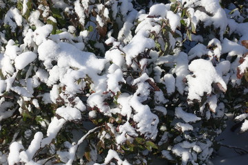 Snow on branches of Mahonia aquifolium in winter