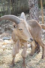 goat on the rock
