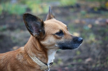 Portrait of dog standing on cobbled street at yard