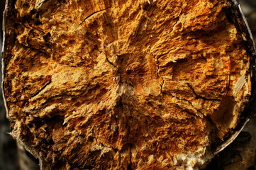 Close up of tree trunk in forest