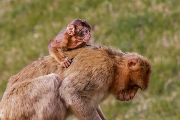 Gibraltar monkey in a forest of Spain
