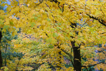 Detail of maple tree autumnal foliage