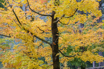 Maple tree with colorful autumnal foliage