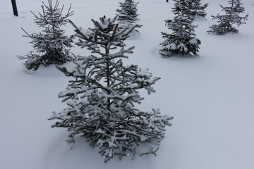 Small spruces covered with snow in winter