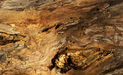 Close up of tree trunk in forest