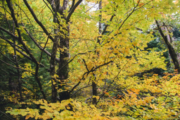 Autumnal landscape in deciduous woodland