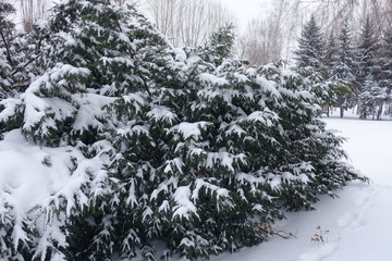 Big bush of yew covered with white snow in winter