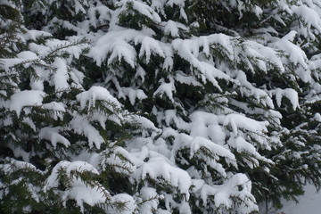 Fototapeta na wymiar Foliage of yew covered with white snow in winter