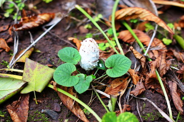 Young mushrooms - toadstools, fly agarics poisonous mushroom