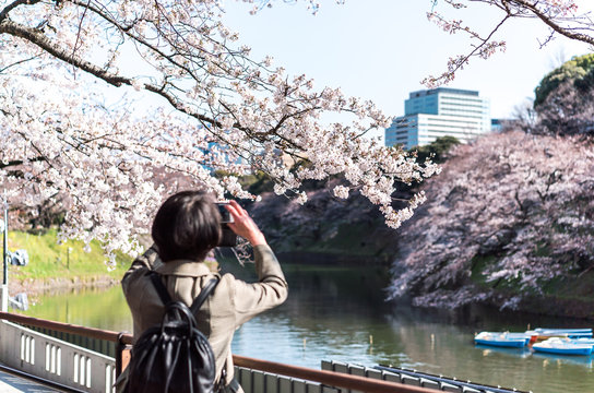cherry blossom at chidori ga fuchi, tokyo, japan