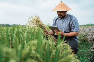Naklejka na ściany i meble asian farmer using tablet pc to check of his harvest time