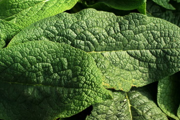 Fresh green burdock leaf closeup texture background