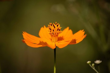 cosmos sulphureus 