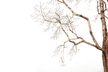 Dead tree isolated on white background, Dead branches of a tree.Dry tree branch.Part of single old and dead tree on white background.