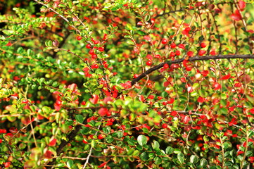 Ripe red berries of barberry on branch close-up. Fructiferous shrub