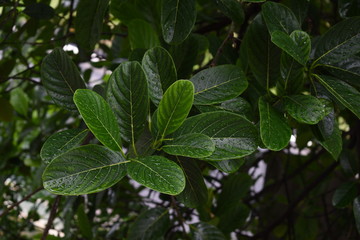 Fototapeta na wymiar green leaves with drops of water