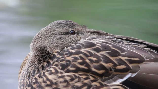 canard colvert 