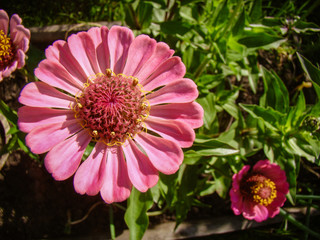 Zinnia flower. Delicate pink color. Curly pestle and stamens.