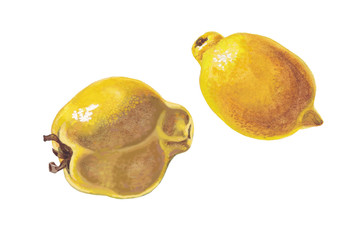 Lemon and quince on white background.