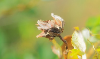 Dry plant Bud close-up in Sunny autumn weather