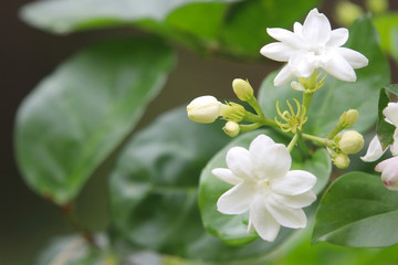 Obraz na płótnie Canvas Jasmine white flowers freshness in nature on tree after rainfall bright background