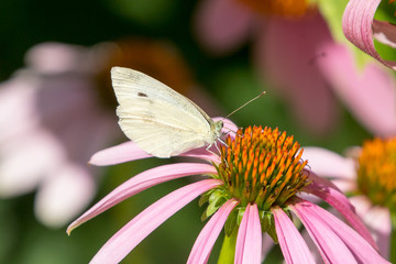 Cabbage White Butterfly (Pieris rapae)