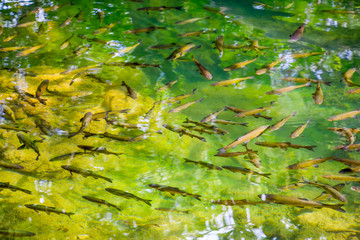 School of fish in the waters of the Krka River, Croatia