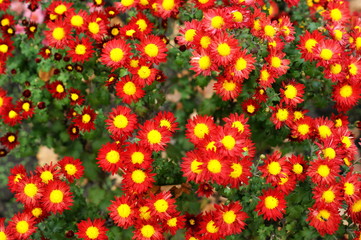 Beautiful red flower in garden. Rose flower background. Roses flower texture