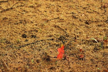 Pine tree branches. A dried squid in tree with green leaves