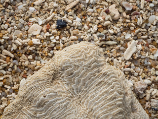 Coral with a porous surface lying in the sand