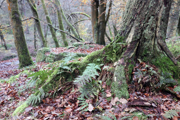 fern in the forest