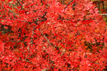 Ripe red berries of barberry on branch close-up. Fructiferous shrub