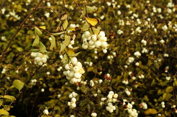 Close up of wild nature background. Nature background in the grass.