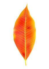 Orange autumn leaf vector illustration