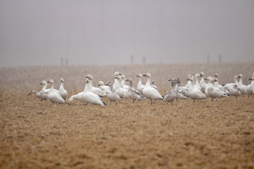 A flock of Snow Geese in flight over Pennsylvania farmland on a foggy, late-winter morning.