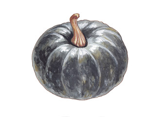 Grey pumpkin isolated on white background.