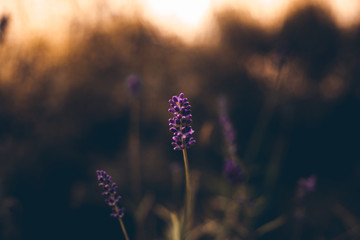 Lavendel bei Sonnenuntergang im Garten